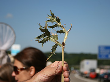 Eryngium campestre