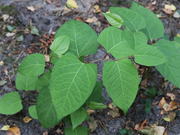 Fallopia japonica