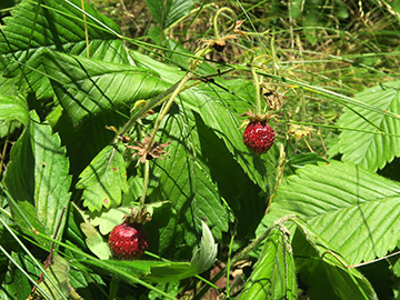 Fragaria moschata
