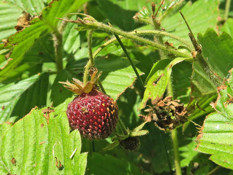 Fragaria moschata
