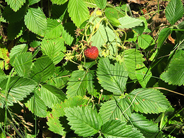 Fragaria moschata