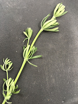 Galium album pycnotrichum