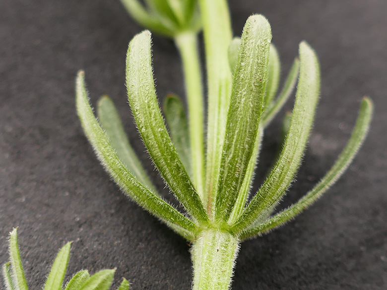 Galium album pycnotrichum