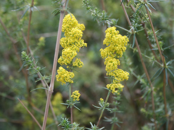 Galium verum