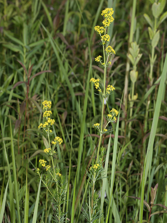 Galium wirtgenii
