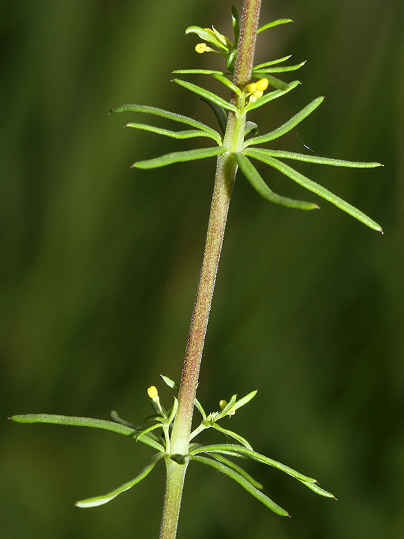 Galium wirtgenii