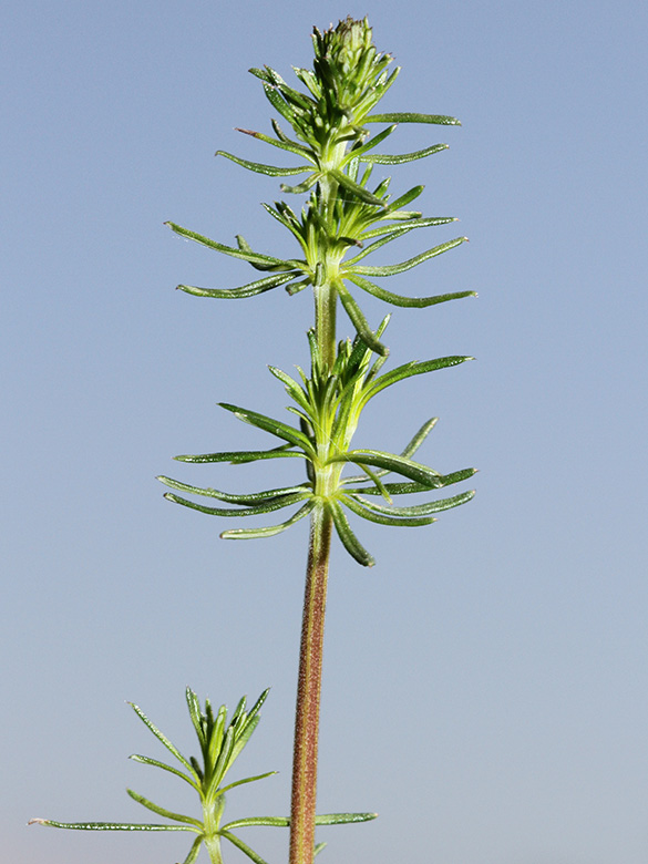 Galium wirtgenii