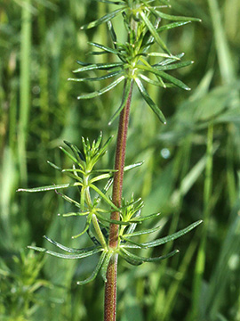 Galium wirtgenii