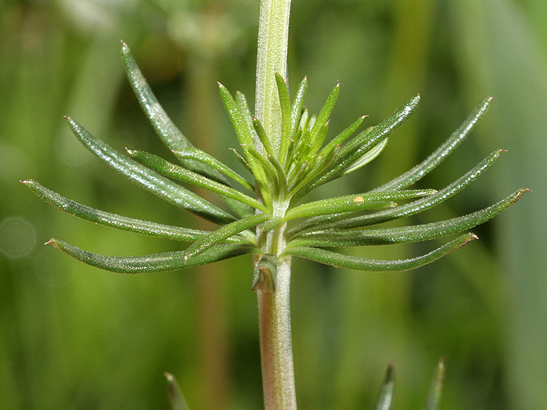 Galium wirtgenii