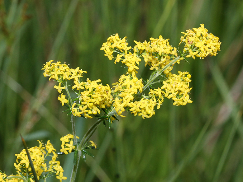 Galium wirtgenii