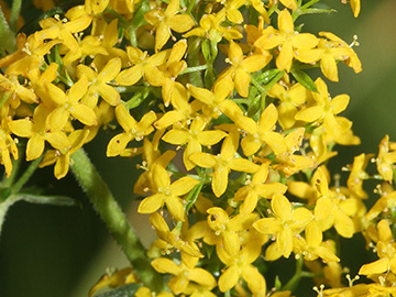 Galium wirtgenii