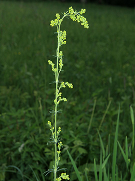 Galium wirtgenii