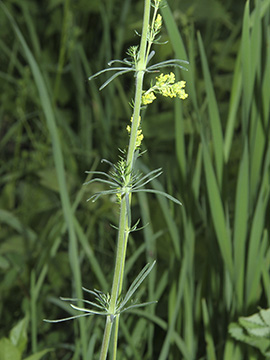 Galium wirtgenii