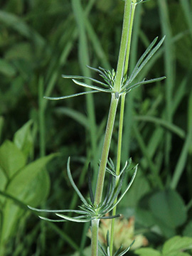 Galium wirtgenii