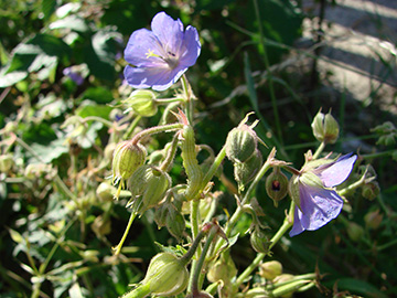 Geranium pratense