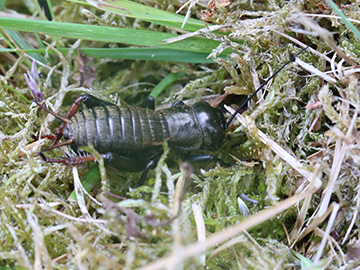 Gryllus campestris