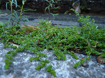 Herniaria glabra