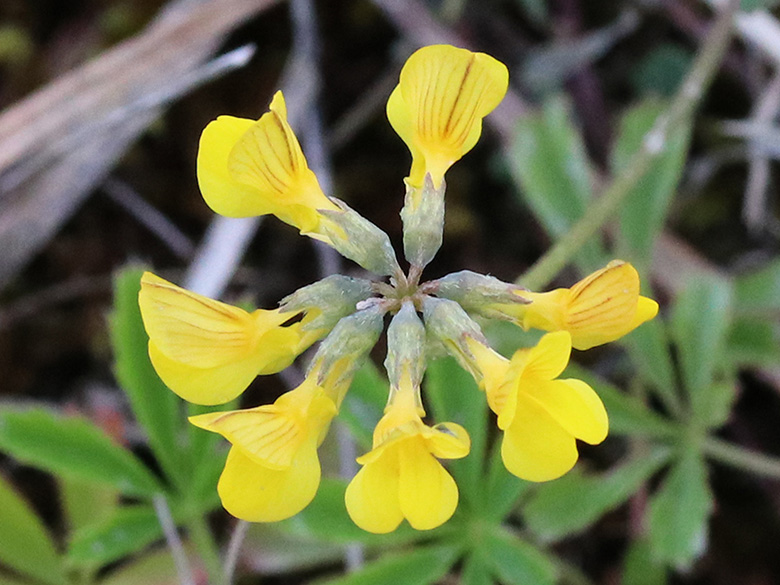Hippocrepis comosa