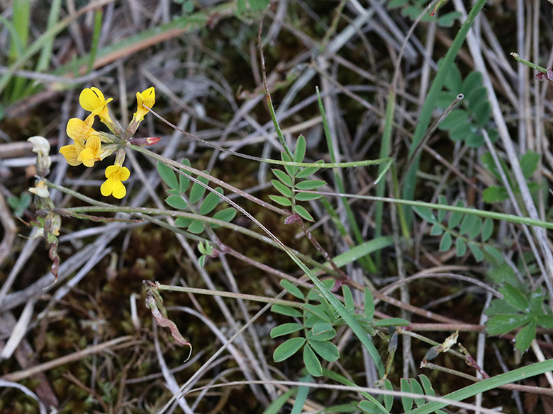 Hippocrepis comosa