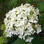 Hydrangea arborescens
