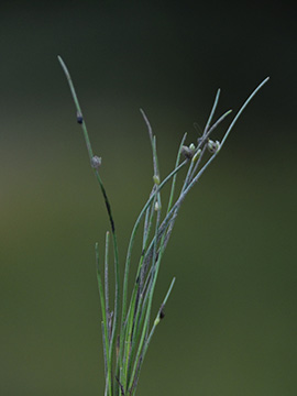 Isolepis setacea