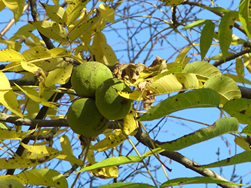 Juglans nigra