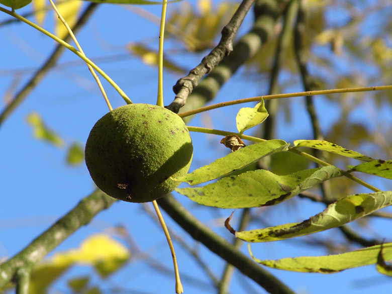Juglans nigra