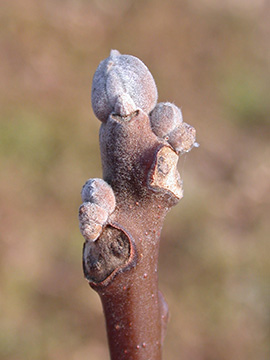Juglans nigra