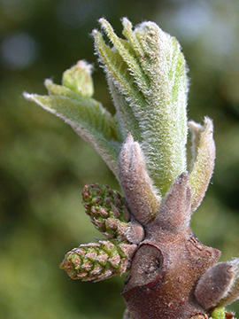 Juglans nigra