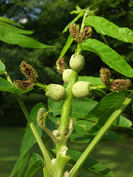 Juglans nigra