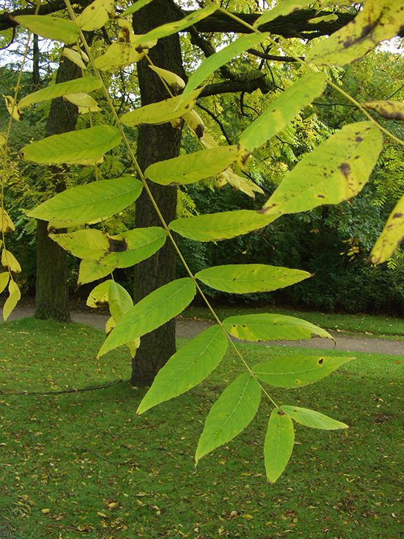 Juglans nigra