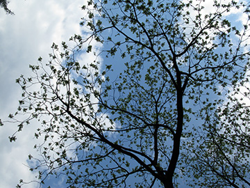 Juglans nigra