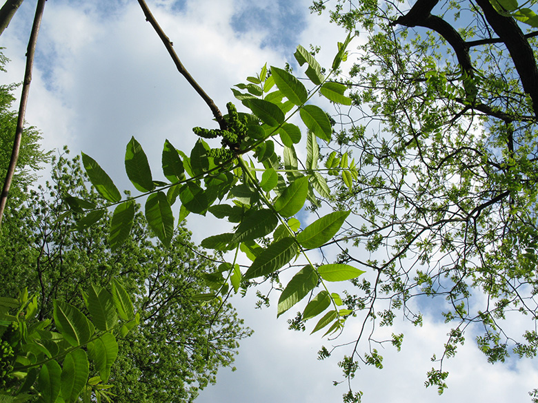 Juglans nigra
