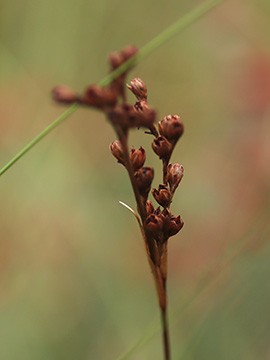 Juncus squarrosus