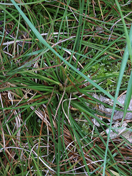Juncus squarrosus