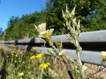 Lactuca serriola