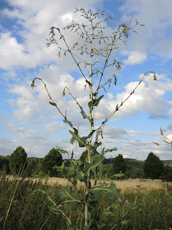 Lactuca serriola