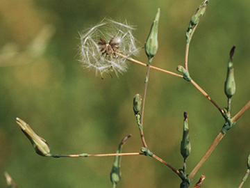 Lactuca serriola