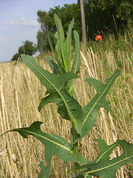 Lactuca serriola