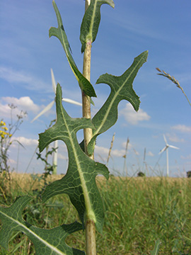 Lactuca serriola