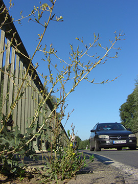 Lactuca serriola