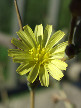 Lactuca serriola