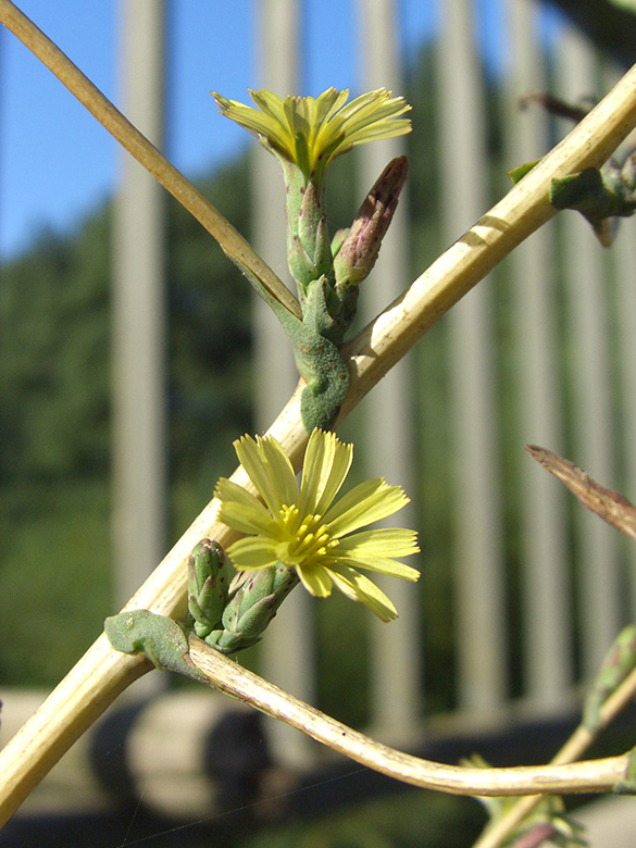 Lactuca serriola