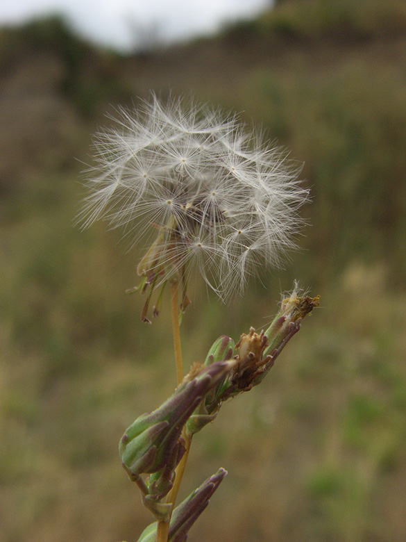 Lactuca serriola