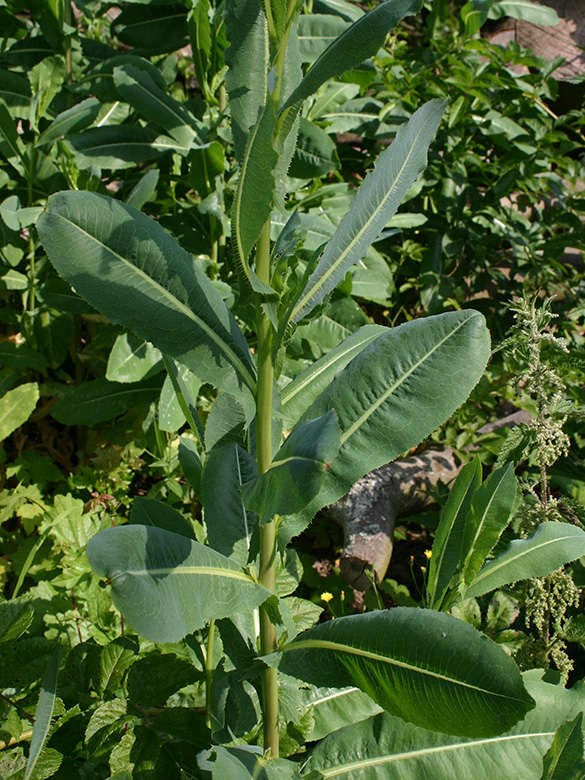 Lactuca serriola integrifolia