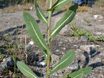 Lactuca serriola integrifolia