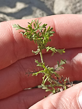 Lepidium didymum