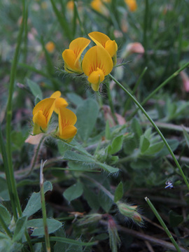 Lotus angustissimus