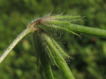 Lotus angustissimus