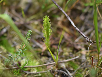 Lycopodiella inundata